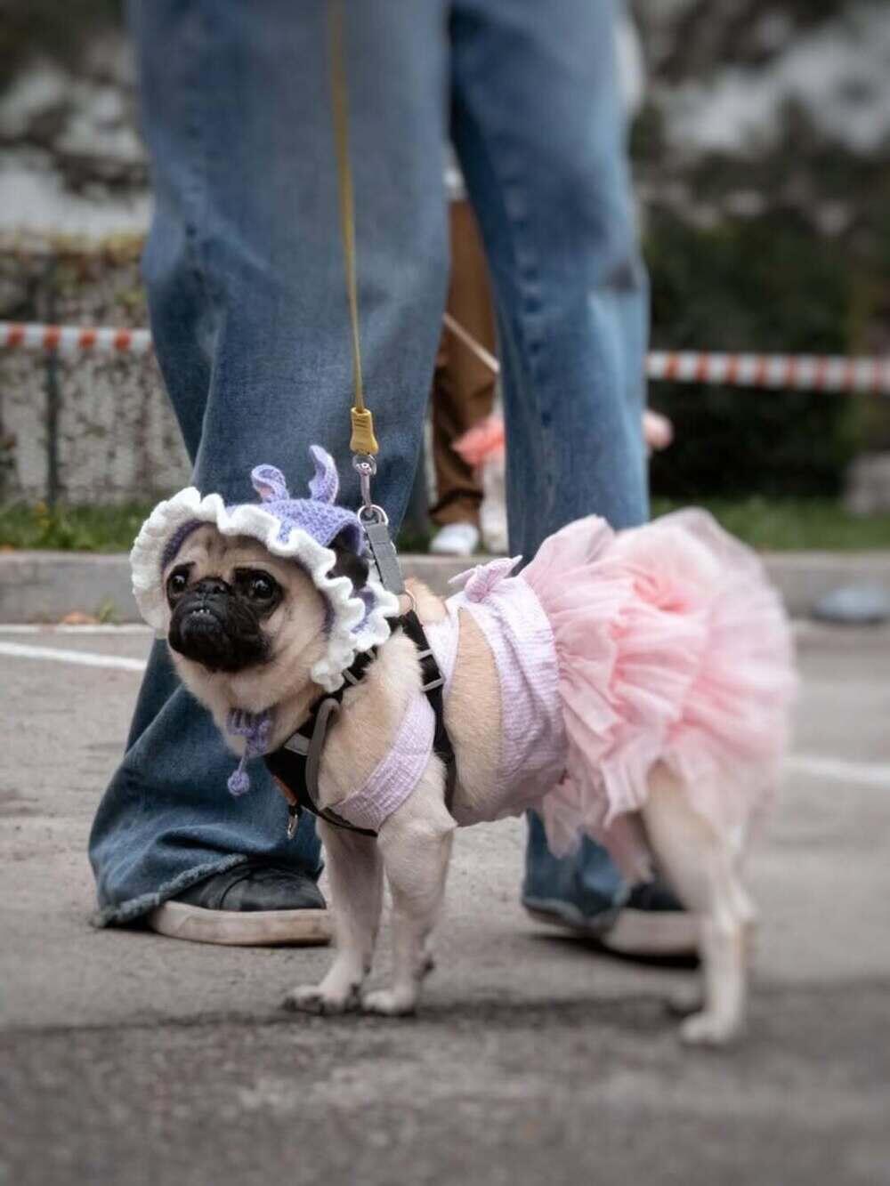В Алматы прошел PetFest 2026 - крупнейший городской фестиваль для питомцев и их хозяев. Фото: instagram/paws.loops