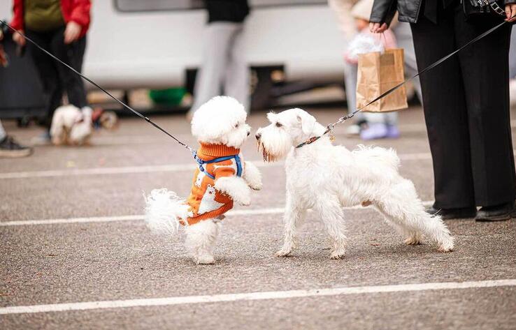 Алматыда PetFest 2026 үй жануарлары мен олардың иелеріне арналған ең ірі қалалық фестиваль өтті