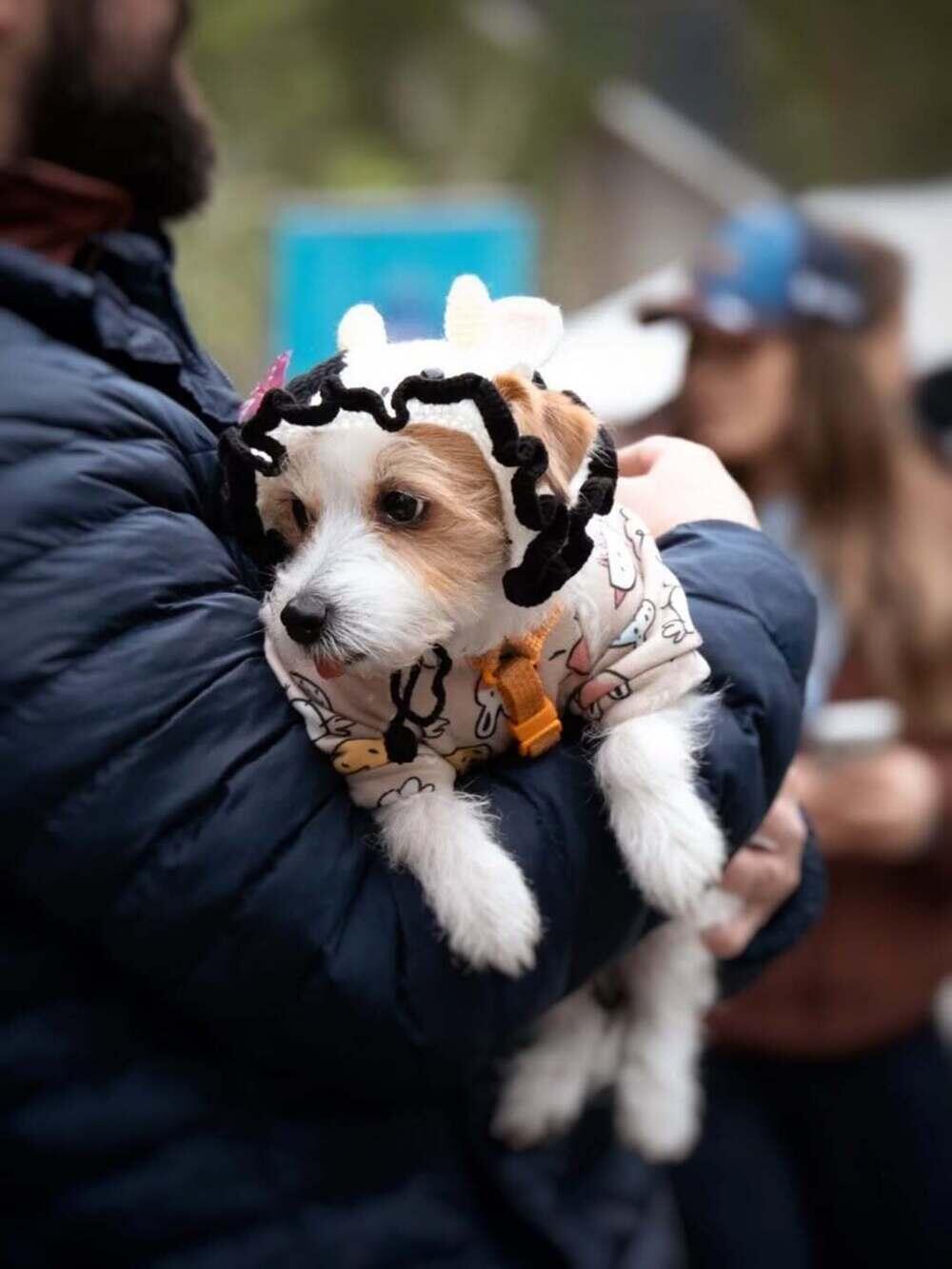 Алматыда PetFest 2026 үй жануарлары мен олардың иелеріне арналған ең ірі қалалық фестиваль өтті. Сурет: instagram/paws.loops