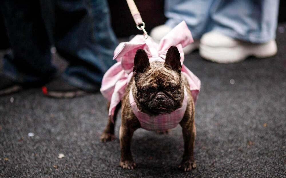 PetFest 2026, the largest city festival for pets and their owners, took place in Almaty. Images | PetFest