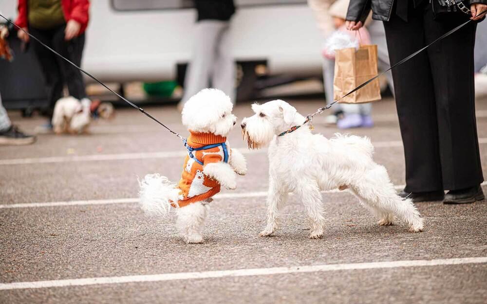PetFest 2026, the largest city festival for pets and their owners, took place in Almaty. Images | PetFest