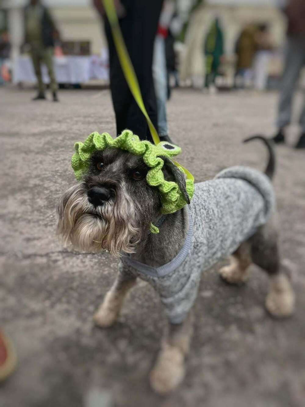 PetFest 2026, the largest city festival for pets and their owners, took place in Almaty. Images | instagram/paws.loops