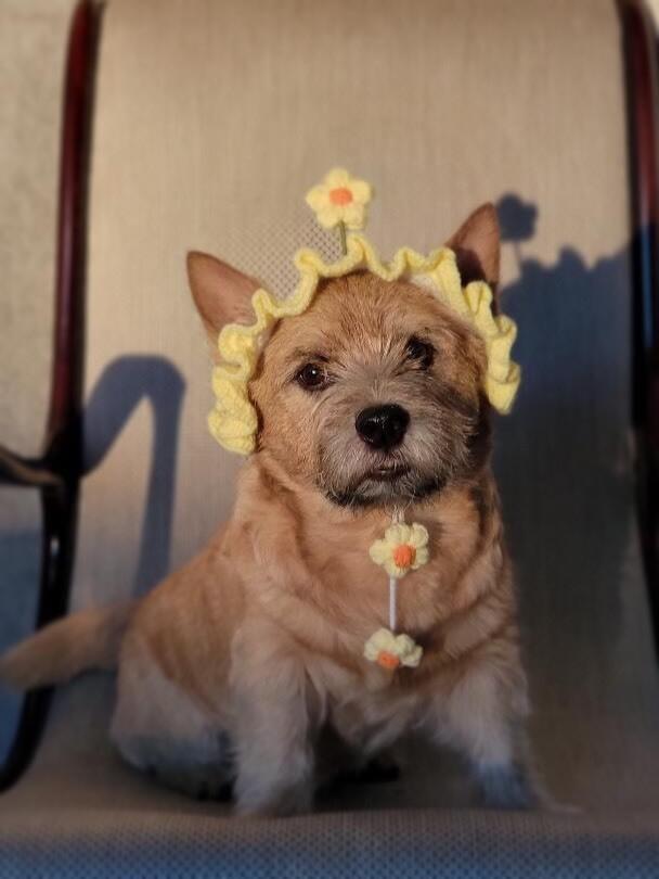 PetFest 2026, the largest city festival for pets and their owners, took place in Almaty. Images | instagram/paws.loops