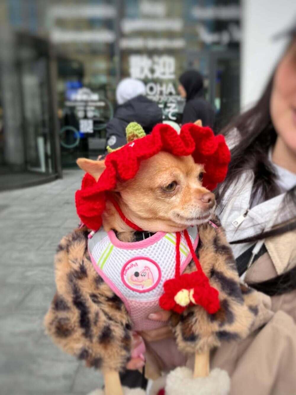 PetFest 2026, the largest city festival for pets and their owners, took place in Almaty. Images | instagram/paws.loops