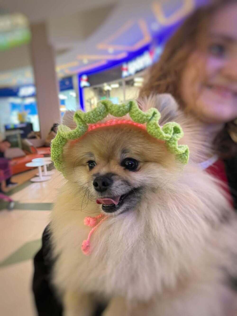 PetFest 2026, the largest city festival for pets and their owners, took place in Almaty. Images | instagram/paws.loops