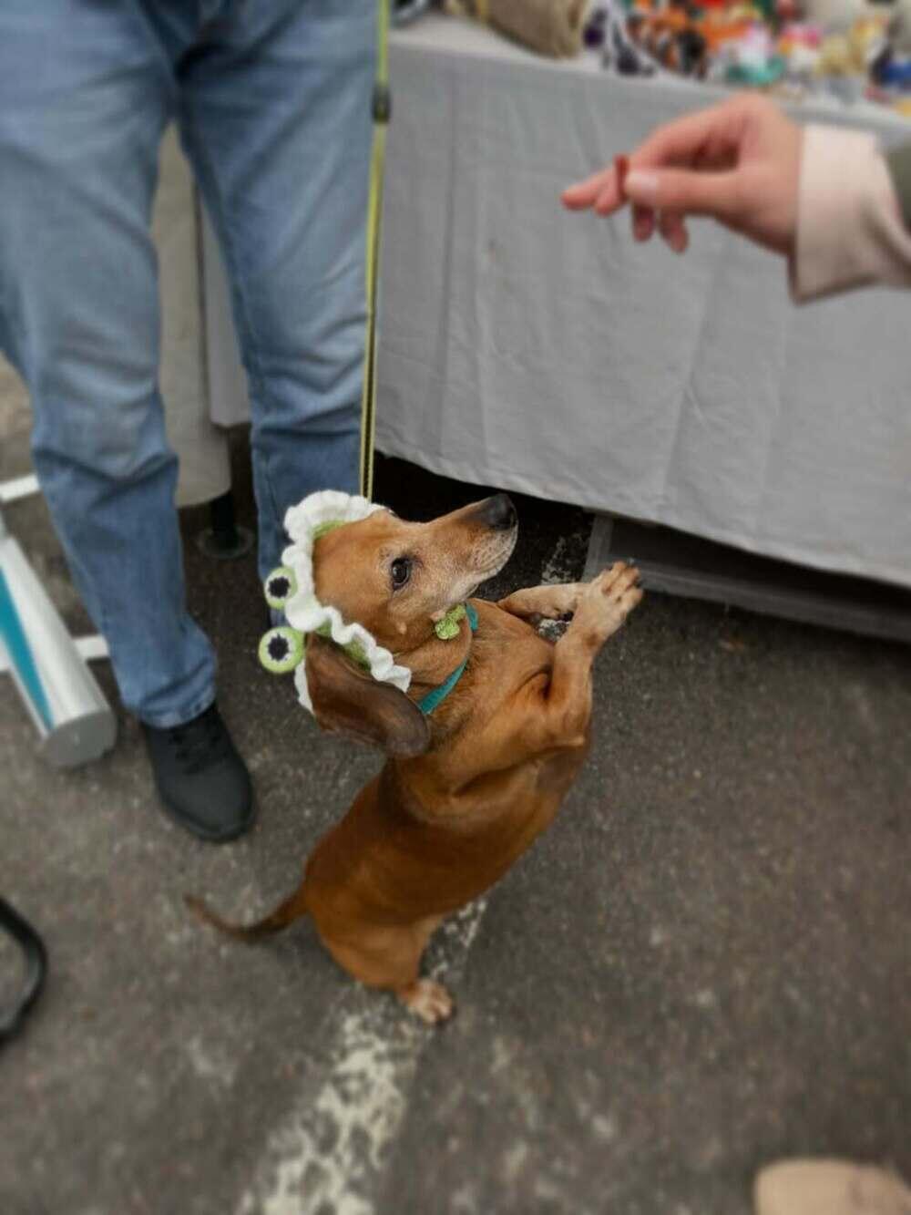 PetFest 2026, the largest city festival for pets and their owners, took place in Almaty. Images | instagram/paws.loops