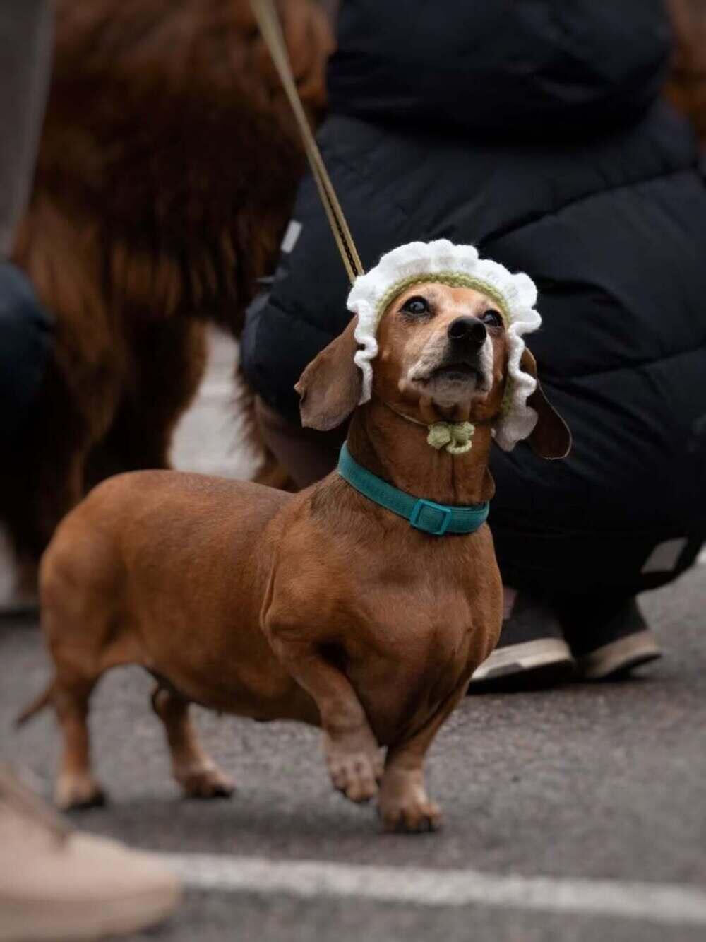 PetFest 2026, the largest city festival for pets and their owners, took place in Almaty. Images | instagram/paws.loops