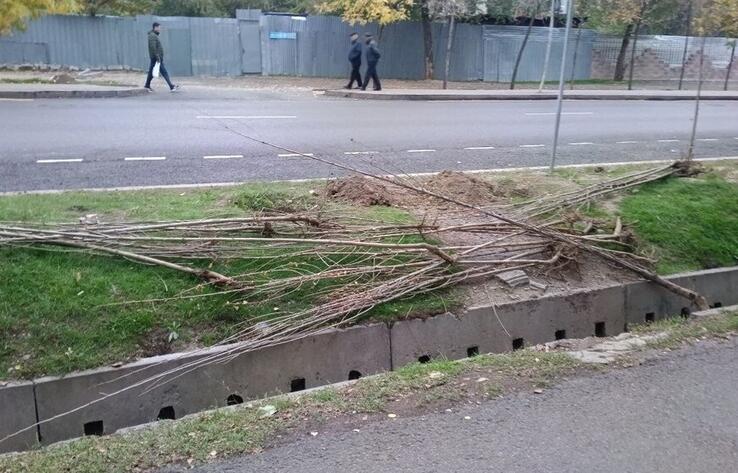 В Алматы из-за некачественного ухода гибнут сотни саженцев 