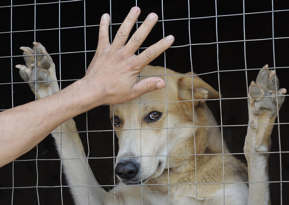 Юридические призраки: в Казахстане нет категории "приют для животных" в классификаторе земель 