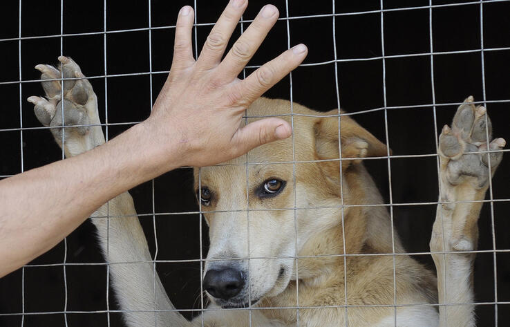 Юридические призраки: в Казахстане нет категории "приют для животных" в классификаторе земель 