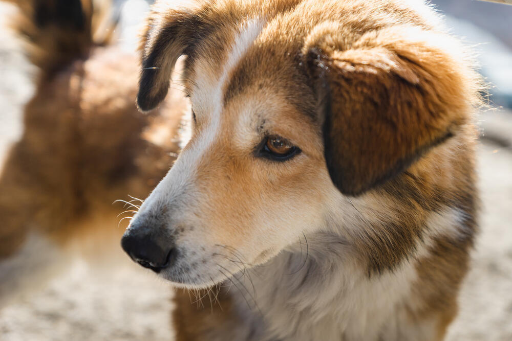 В Казахстане планируют увеличить штрафы за жестокое обращение с животными
