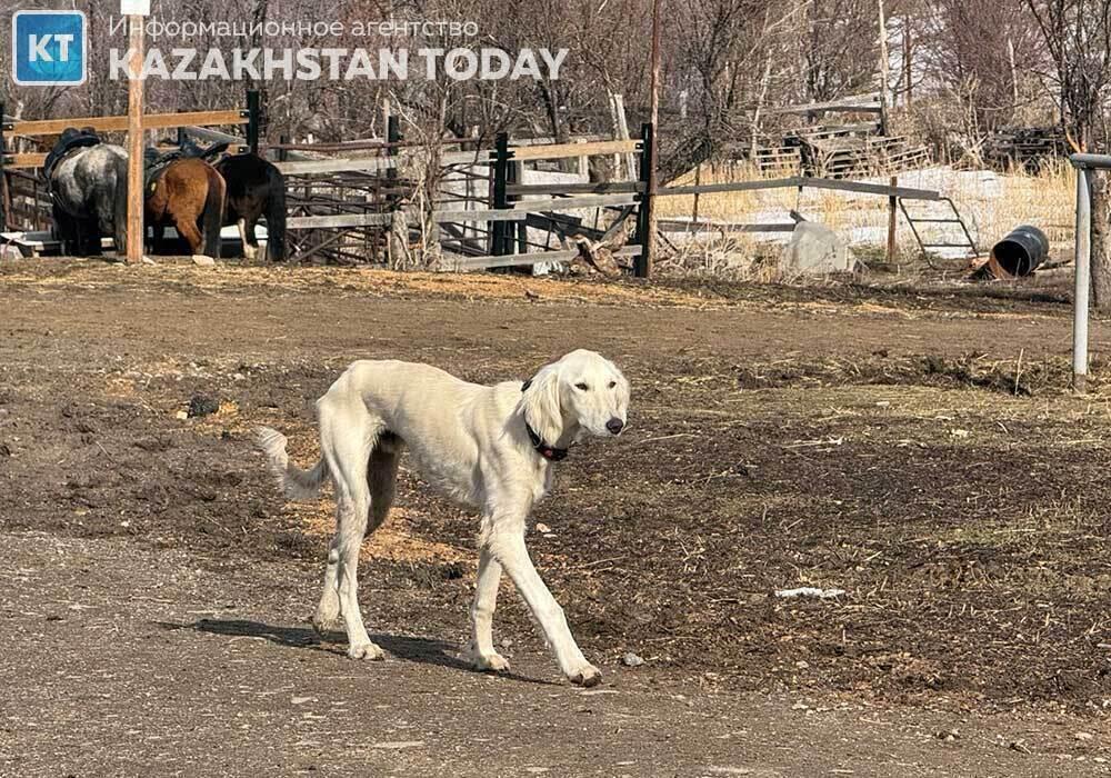 Kazakh Tazy puppy births rise fourfold in two years