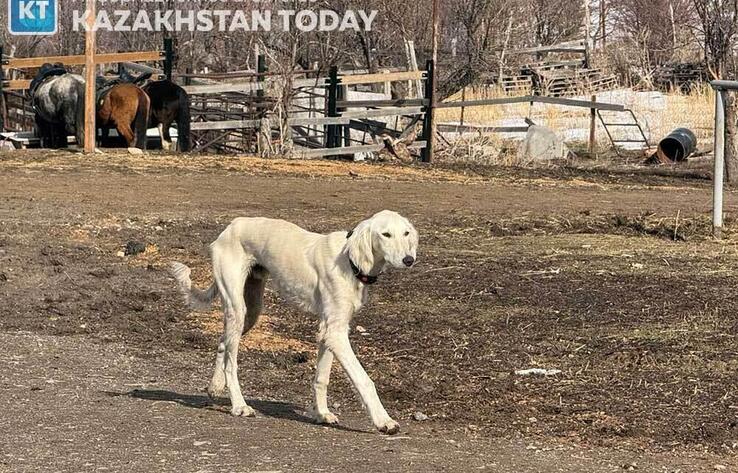 Kazakh Tazy puppy births rise fourfold in two years