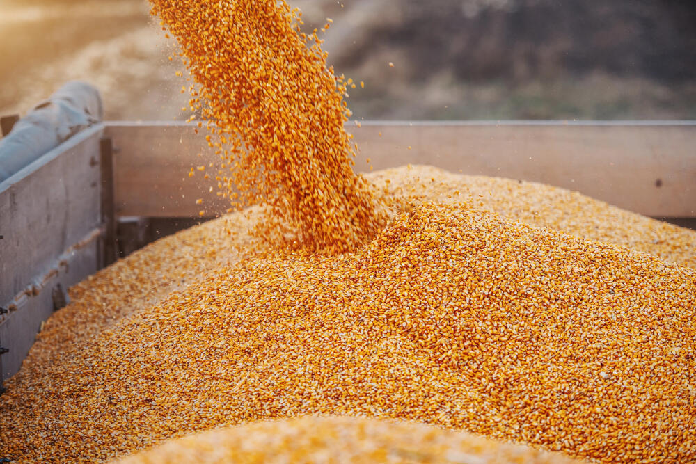 Kazakhstan’s grain transportation grows by 15%