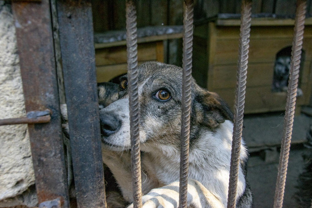 В Казахстане ужесточают ответственность за жестокое обращение с животными