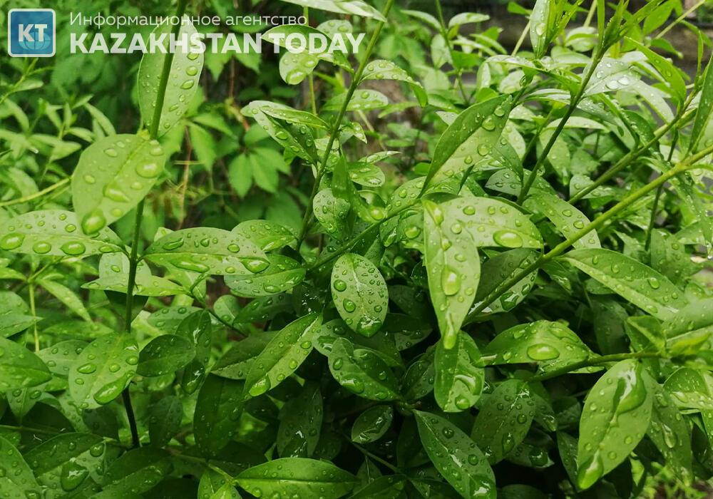 Rainy conditions forecast for much of Kazakhstan during upcoming holidays