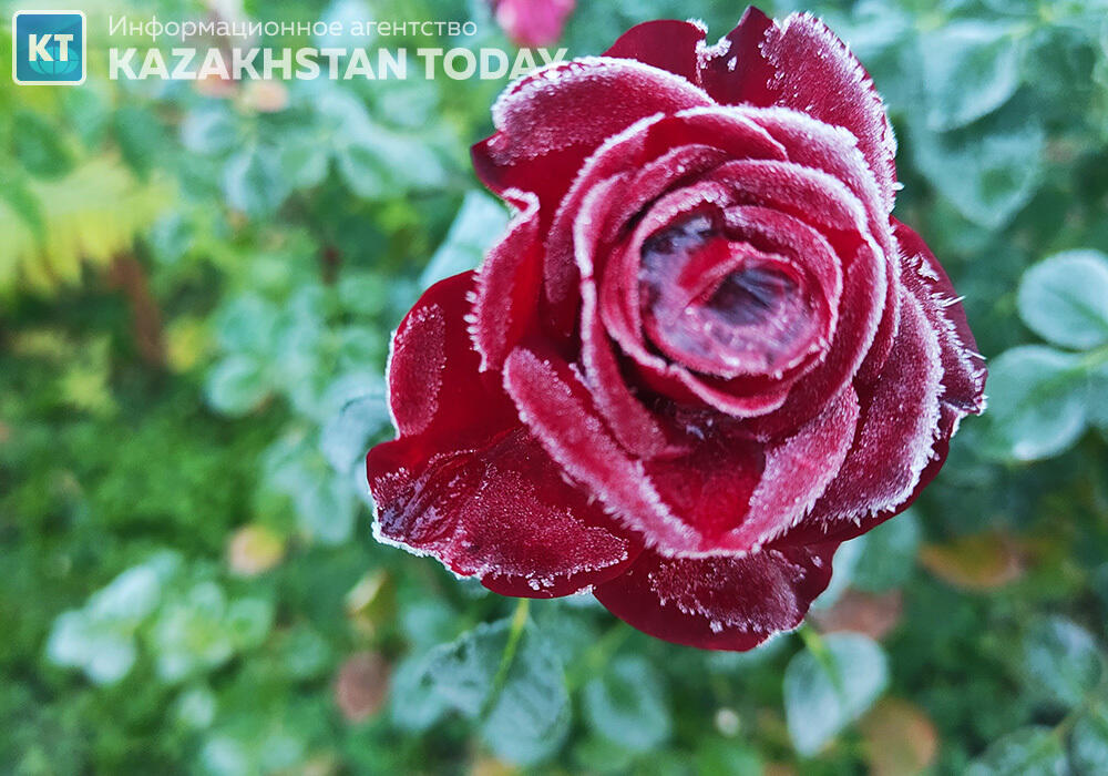 Ground frosts expected across 6 regions of Kazakhstan