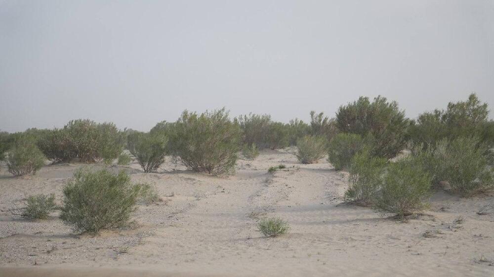 Высадка саксаула на осушенном дне Аральского моря: Минэкологии показало результаты работы