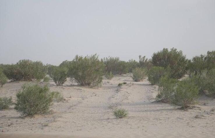 Высадка саксаула на осушенном дне Аральского моря: Минэкологии показало результаты работы