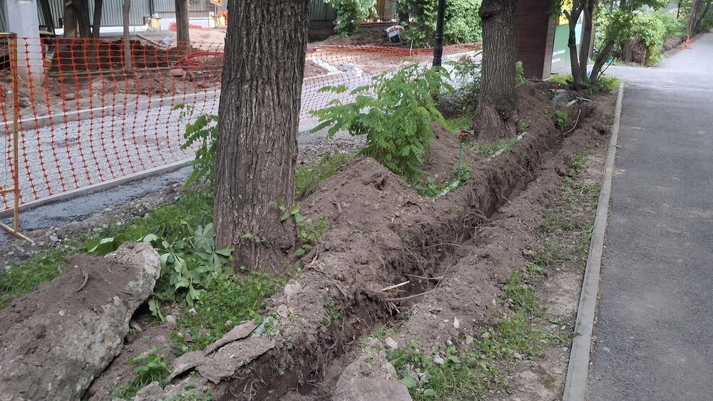 Вандальное преобразование - алматинцы заявили о массовом уничтожении деревьев на улице Жарокова