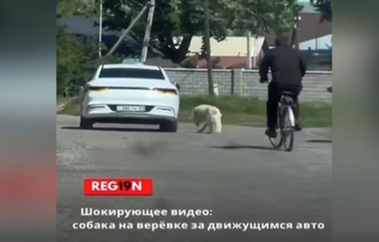 Живодер привязал собаку к машине и тащил ее по дороге в области Жетысу
