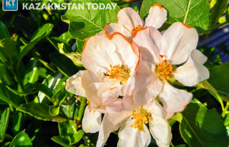 Kazakhstan weather forecast for May 24