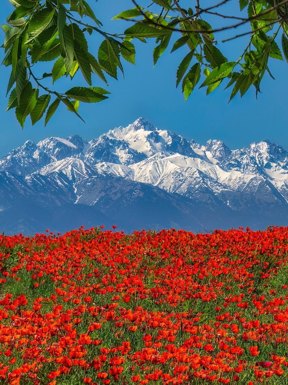 Blooming Poppies at the Foot of the Alatau Mountains. Images | instagram/dots_foto