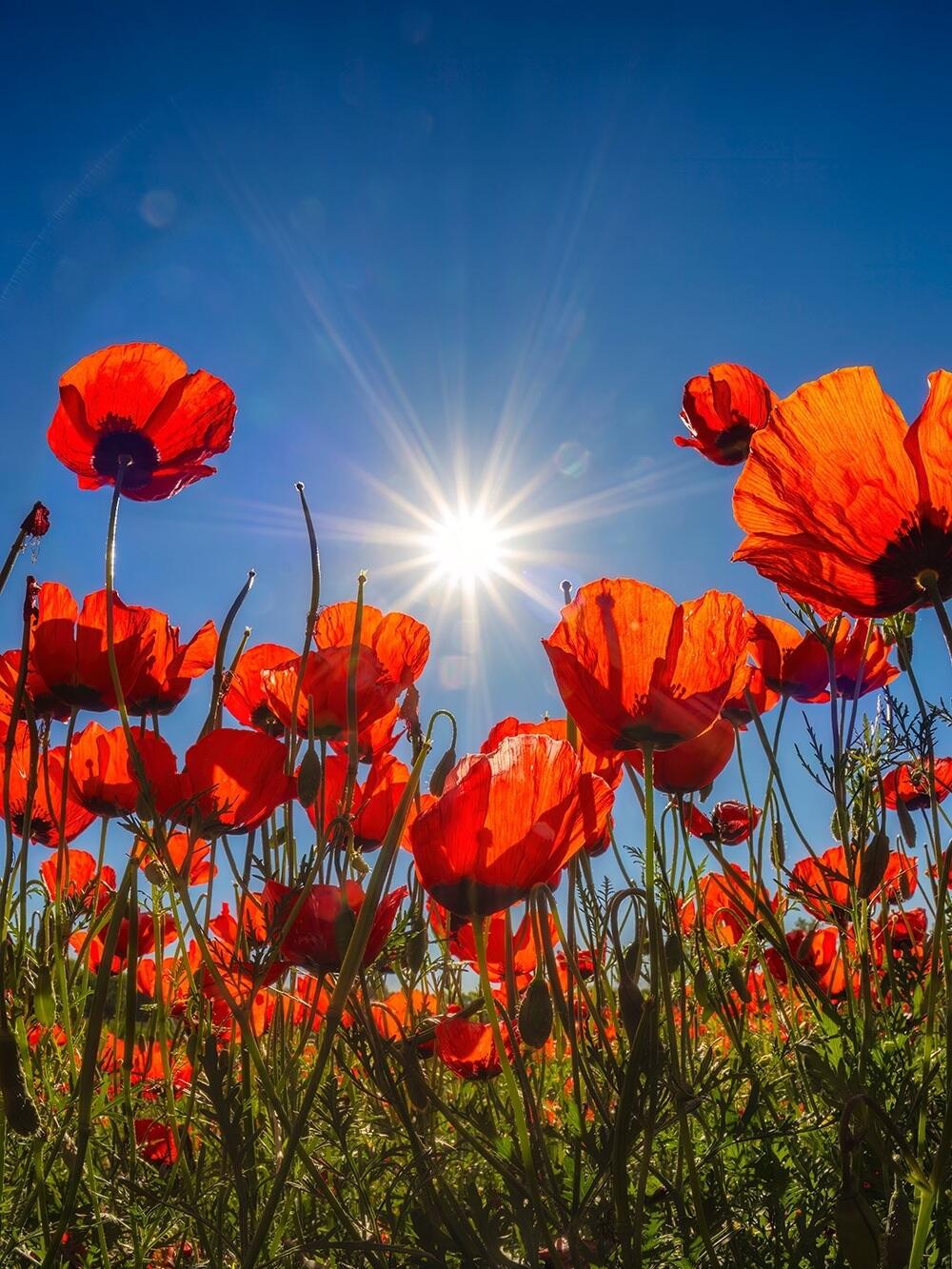 Blooming Poppies at the Foot of the Alatau Mountains. Images | instagram/dots_foto