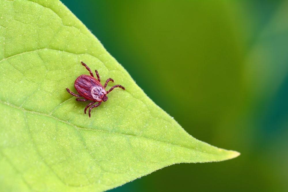 Four tick-borne encephalitis cases recorded in Akmola region
