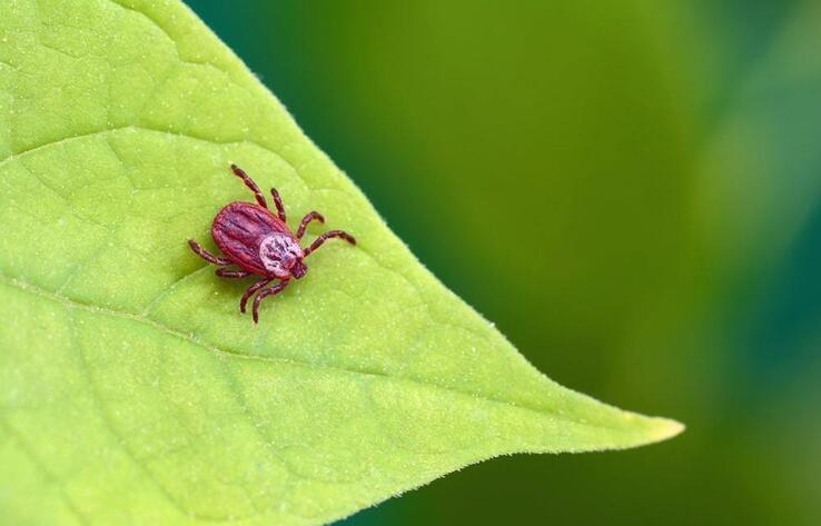 Four tick-borne encephalitis cases recorded in Akmola region