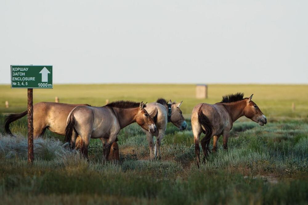 Five Przewalski’s horses released into the wild in Kazakhstan
