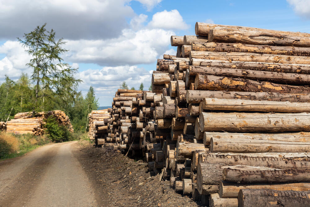 Kazakhstan Extends Ban on Export of Certain Timber Products for Six Months