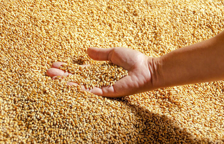 Kazakhstan Increases Grain and Flour Exports to 12.2 Million Tonnes