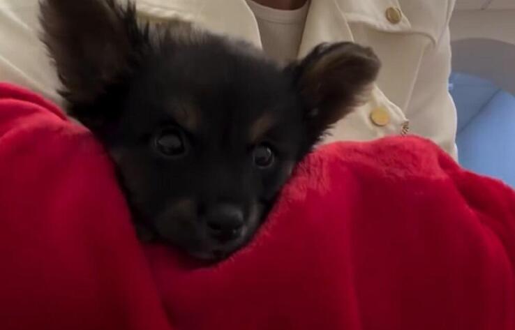 Puppy Rescued After Abuse in Shymkent Finds New Home with Russian Singer