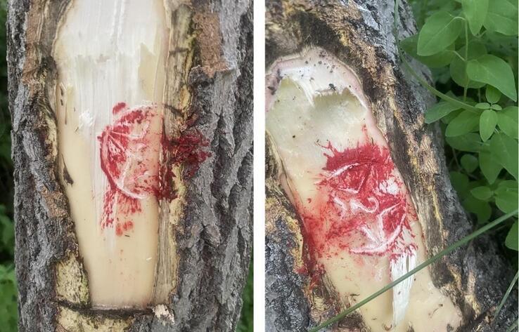 Almaty Residents Concerned by Markings on Trees Along Kok-Zhailau Trail